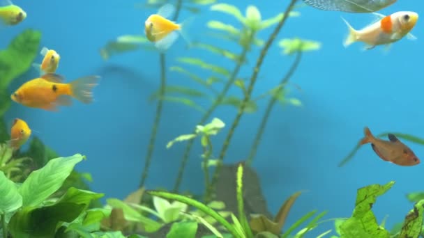 Coloridos peces exóticos nadando en acuario de aguas azules profundas con plantas tropicales verdes — Vídeo de stock
