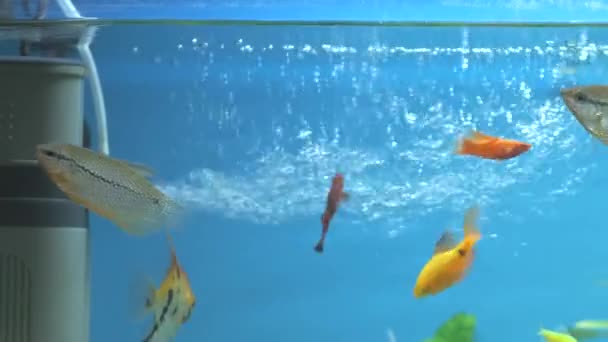 Kolorowe egzotyczne ryby pływające w akwarium głębinowym z zielonymi roślinami tropikalnymi — Wideo stockowe
