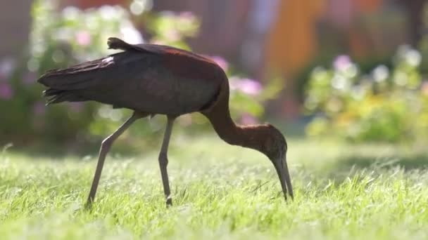 Pássaro selvagem ibis brilhante, também conhecido como Plegadis falcinellus caminhando no gramado verde no verão — Vídeo de Stock