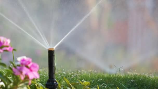 Műanyag locsoló öntözőpázsit vízzel a nyári kertben. Öntözés zöld növényzet duging száraz évszak fenntartása érdekében friss — Stock videók