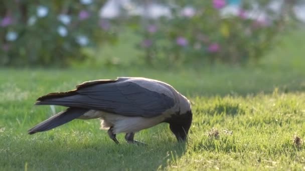 Μαύρο άγριο κοράκι πουλί ψάχνει για φαγητό στο πράσινο γκαζόν το καλοκαίρι — Αρχείο Βίντεο