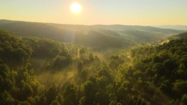 Aydınlık yaz gündoğumunda karanlık orman ağaçları üzerinde canlı sisli bir sabah. Şafak vakti vahşi ormanın muhteşem manzarası