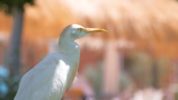 Vit boskap egret vild fågel, även känd som Bubulcus ibis promenader på grön gräsmatta på sommaren — Stockvideo