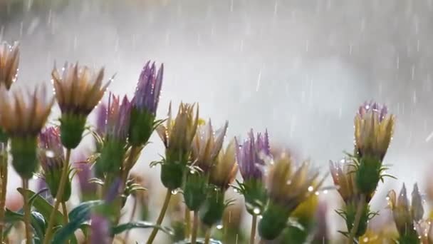 Gros plan de gouttelettes de pluie tombant sur des fleurs colorées dans le jardin d'été — Video