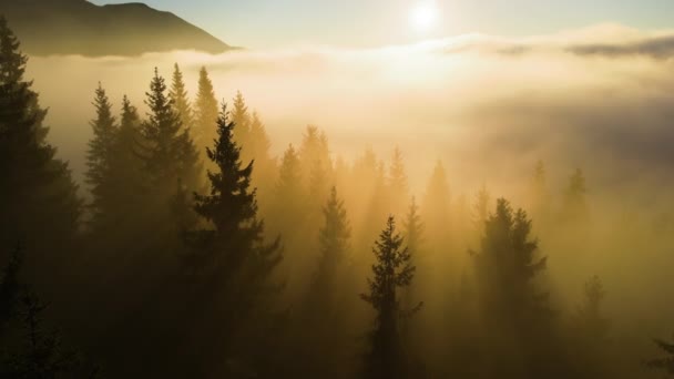 霧深い暗い山の森と素晴らしい景色の空中ビューは秋の日の出に木を松。夜明けに光の輝きを持つ美しい野生の森 — ストック動画
