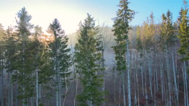 Krásná scenérie se světelnými paprsky zářícími mlhavými tmavými lesy s věčně zelenými stromy v podzimním ránu. Krásný divoký les za úsvitu — Stock video
