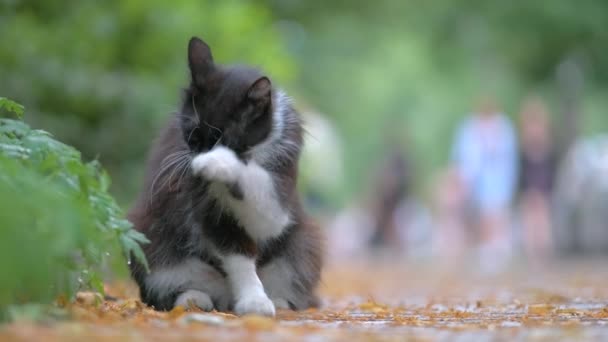 Grote kat likken zijn poot terwijl het schoonmaken van zichzelf op sity straat — Stockvideo