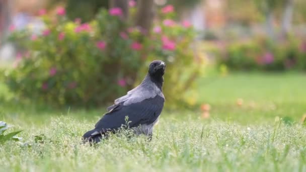 Черная дикая ворона ищет пищу на зеленом газоне летом — стоковое видео