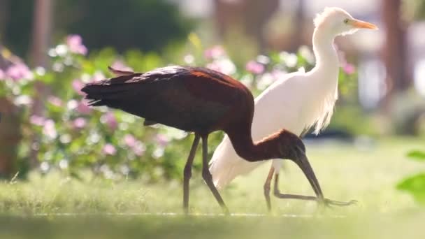 Pássaro selvagem ibis brilhante, também conhecido como Plegadis falcinellus caminhando no gramado verde no verão — Vídeo de Stock