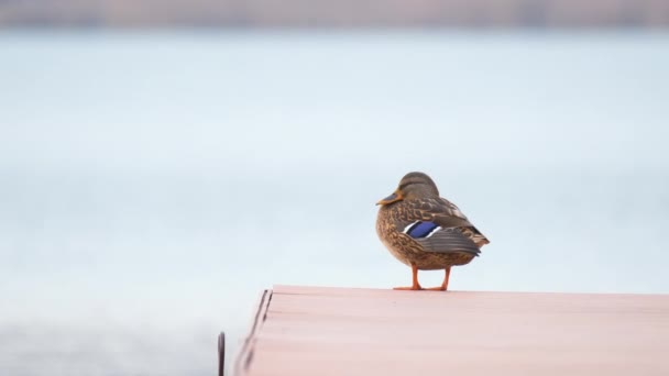 Göl kıyısındaki ahşap iskelede yalnız vahşi ördek dinleniyor. Kuş izleme konsepti — Stok video
