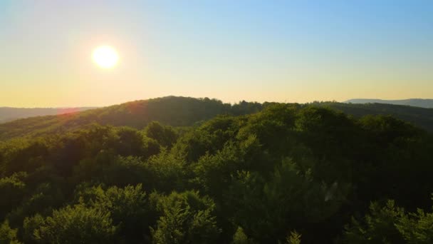 Živé mlhavé ráno nad tmavými lesními stromy za jasného letního východu slunce. Úžasná scenérie divokého lesa za úsvitu — Stock video