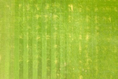 Yaz mevsiminde futbol stadyumunun yeşil, taze kesilmiş çimlerinin hava manzarasını kapatın.