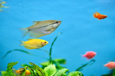 Derin mavi su akvaryumunda yeşil tropikal bitkilerle yüzen renkli egzotik balıklar.