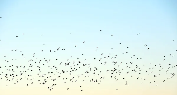 Big flock of crow birds flying against clear sky — Stock Photo, Image