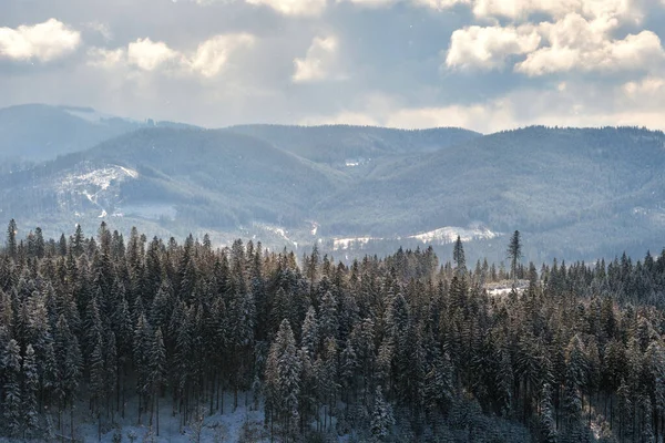Високі вічнозелені сосни під час сильних снігопадів в зимовому гірському лісі в холодний яскравий день — стокове фото