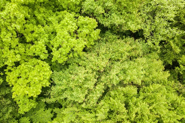 Vista aérea de arriba hacia abajo del verde bosque de verano con copas de muchos árboles frescos — Foto de Stock