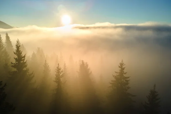 Widok z lotu ptaka niesamowitej scenerii z mglistymi ciemnymi sosnami górskimi na jesiennym wschodzie słońca. Piękny dziki las z promieniami światła o świcie — Zdjęcie stockowe