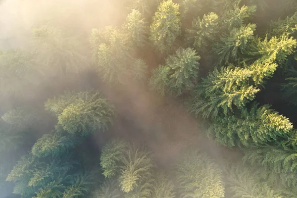Vista aérea de brilhantemente iluminado com raios de luz solar floresta escura nebulosa com pinheiros no nascer do sol de outono. Floresta selvagem incrível ao amanhecer enevoado. Conceito de ambiente e protecção da natureza — Fotografia de Stock