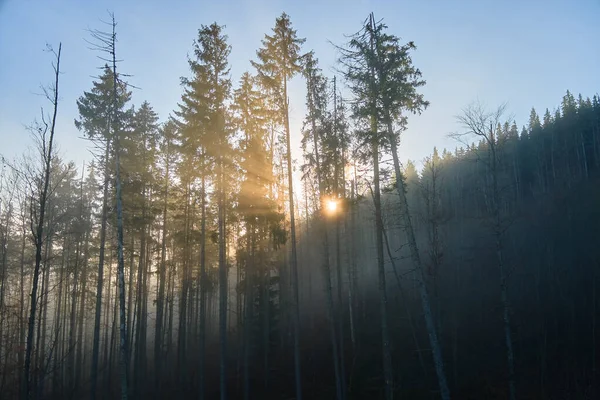 Vista aérea de brilhantemente iluminado com raios de luz solar floresta escura nebulosa com pinheiros no nascer do sol de outono. Floresta selvagem incrível ao amanhecer enevoado. Conceito de ambiente e protecção da natureza — Fotografia de Stock