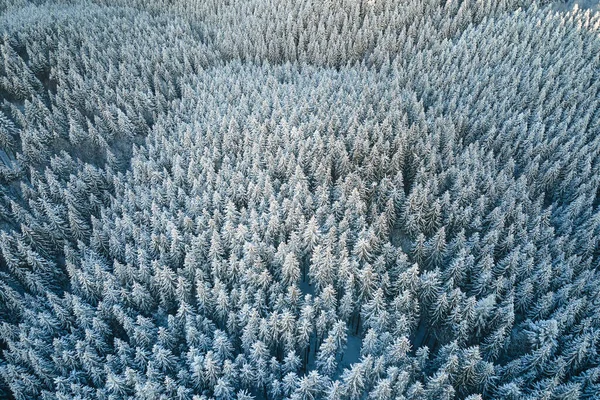 Top down aerial view of snow covered evergreen pine forest after heavy snowfall in winter mountain woods on cold quiet day — Stock Photo, Image