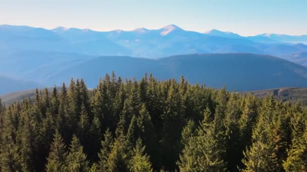 Widok z góry wzgórza pokryte gęste zielone lasy sosnowe na jasny dzień — Wideo stockowe