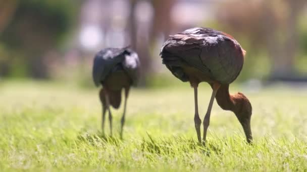 Lesklý ibis divoký pták, také známý jako Plegadis falcinellus chůzi na zeleném trávníku v létě — Stock video