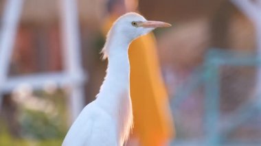 Beyaz sığır balıkçıl kuşu, ayrıca yazın yeşil çimlerde yürüyen Bubulcus Ibis olarak da bilinir.