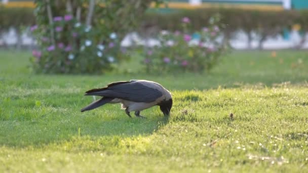 Czarny dziki kruk ptak szuka pożywienia na zielonym trawniku latem — Wideo stockowe