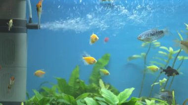 Derin mavi su akvaryumunda yeşil tropikal bitkilerle yüzen renkli egzotik balıklar.