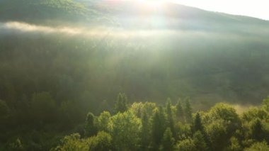 Aydınlık yaz gündoğumunda karanlık orman ağaçları üzerinde canlı sisli bir sabah. Şafak vakti vahşi ormanın muhteşem manzarası