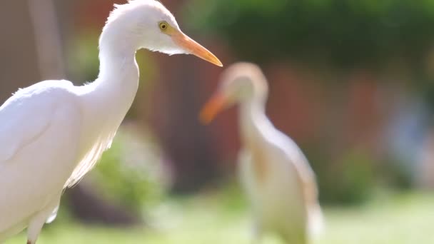 Pájaro salvaje garceta blanca, también conocido como Bubulcus ibis caminando sobre césped verde en verano — Vídeo de stock