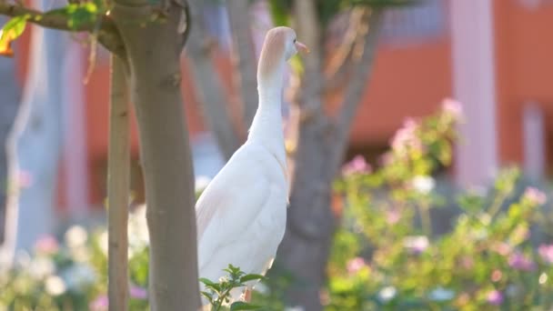 Vit boskap egret vild fågel, även känd som Bubulcus ibis promenader på grön gräsmatta på sommaren — Stockvideo