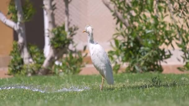 Епоха білої худоби дикий птах, також відомий як Bubulcus Ibis, що ходить на зеленому газоні влітку — стокове відео