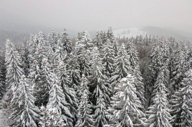 Soğuk ve sakin bir akşamda kış ormanlarında şiddetli kar yağışı sonrası yağan taze karla kaplı, yemyeşil çam ağaçlarıyla hava sisli manzarası.