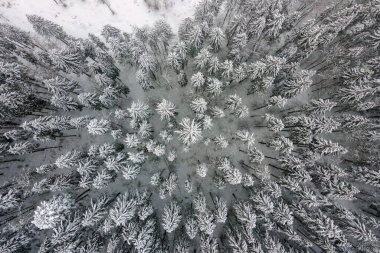 Soğuk ve sakin bir akşamda kış ormanlarında şiddetli kar yağışı sonrası yağan taze karla kaplı, yemyeşil çam ağaçlarıyla hava sisli manzarası.