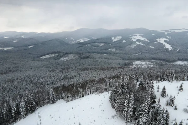 Luftnebellandschaft mit immergrünen Kiefern, die nach starkem Schneefall im winterlichen Bergwald an einem kalten, ruhigen Abend mit Neuschnee bedeckt sind — Stockfoto