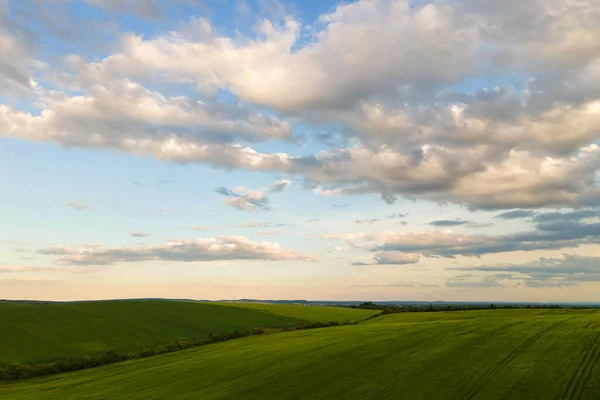Εναέρια άποψη τοπίου των πράσινων καλλιεργούμενων γεωργικών αγρών με καλλιέργειες σε φωτεινή καλοκαιρινή ημέρα — Φωτογραφία Αρχείου