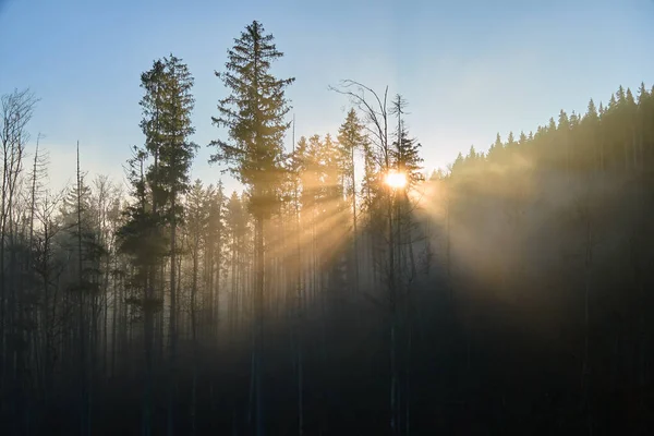 Widok z lotu ptaka niesamowitej scenerii z mglistymi ciemnymi sosnami górskimi na jesiennym wschodzie słońca. Piękny dziki las z promieniami światła o świcie — Zdjęcie stockowe