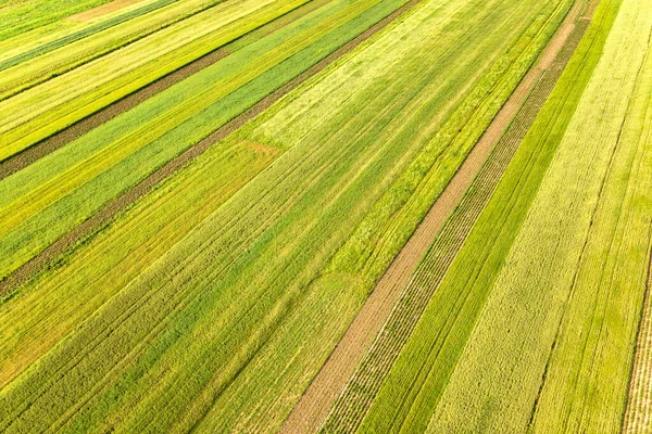 Flygfoto över gröna jordbruksfält på våren med färsk vegetation efter sådd säsongen på en varm solig dag — Stockfoto