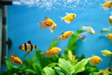 Derin mavi su akvaryumunda yeşil tropikal bitkilerle yüzen renkli egzotik balıklar.
