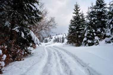Soğuk ve kasvetli bir akşamda, kışın dağlık ormanda patika izleri ve çam ağaçları ile kaplanmış karlı bir manzara.