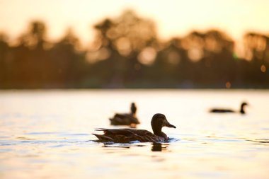 Gün batımında göl suyunda yüzen vahşi ördekler. Kuş izleme konsepti