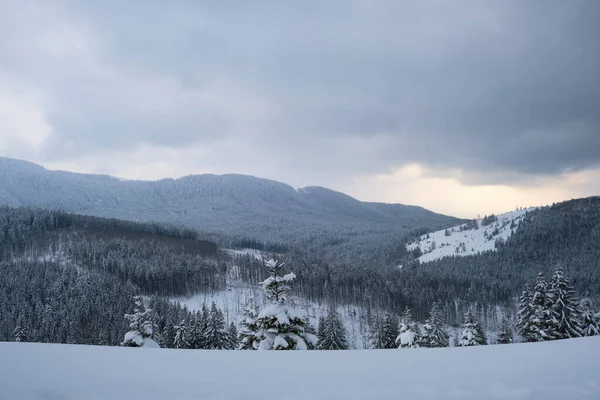 冷たい静かな夜に大雪の後、常緑の松林で覆われた山の丘と冬の風景の空中写真 — ストック写真