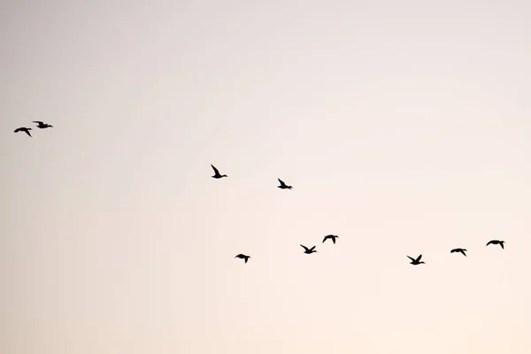 Grande rebanho de pássaros corvos voando contra o céu claro — Fotografia de Stock