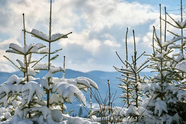 Zbliżenie gałęzi sosny pokryte świeżym padającym śniegiem w zimowym lesie górskim w chłodny, jasny dzień — Zdjęcie stockowe