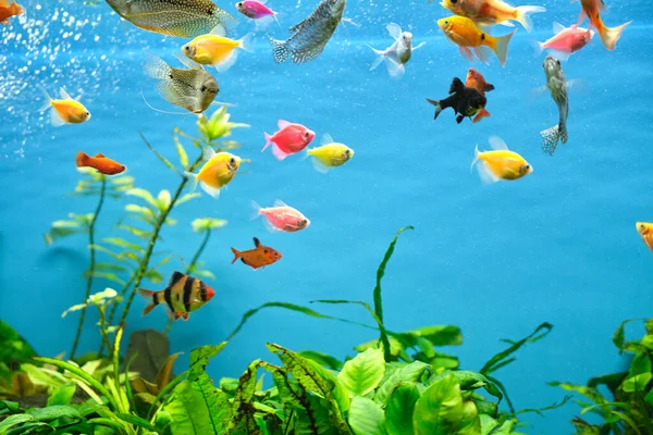 Poissons exotiques colorés nageant dans un aquarium d'eau bleu profond avec des plantes tropicales vertes — Photo