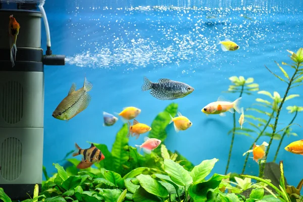 Kleurrijke exotische vissen zwemmen in diep blauw water aquarium met groene tropische planten — Stockfoto