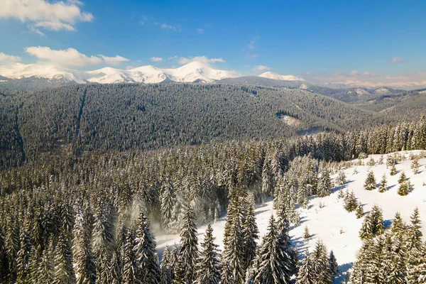 Pini ricoperti di neve fresca caduta nella foresta montana invernale nelle fredde giornate luminose — Foto Stock