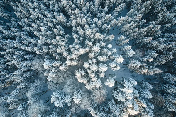 Vista aérea de arriba hacia abajo del bosque de pino siempreverde cubierto de nieve después de fuertes nevadas en los bosques de montaña de invierno en un día frío y tranquilo —  Fotos de Stock