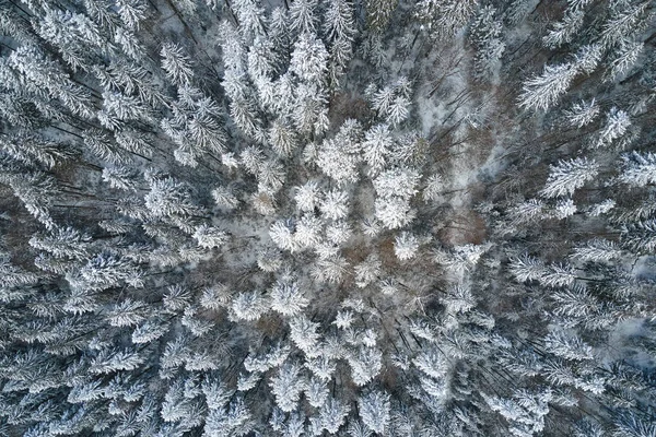 Vista aerea dall'alto verso il basso della pineta sempreverde coperta di neve dopo forti nevicate nei boschi di montagna invernali nella fredda giornata tranquilla — Foto Stock